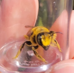 Megachile fortis