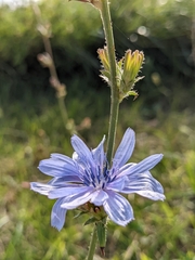 Cichorium intybus