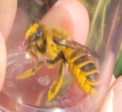 Megachile fortis