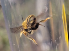 Megachile fortis