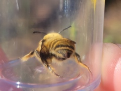 Megachile fortis