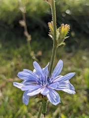 Cichorium intybus