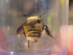 Megachile fortis