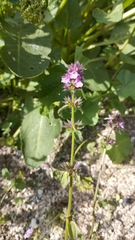 Stachys eremicola