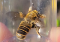 Megachile fortis