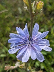 Cichorium intybus