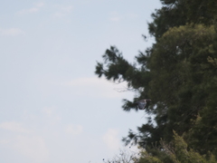 Patagioenas picazuro