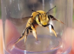 Megachile fortis