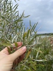 Salix interior