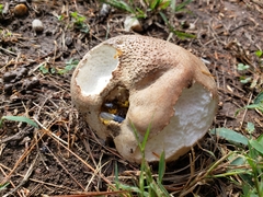 Calvatia craniiformis