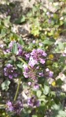 Stachys eremicola