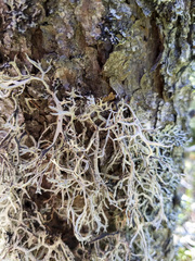 Pseudevernia consocians