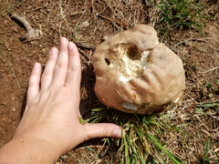 Calvatia craniiformis