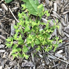 Euphorbia peplus