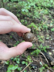 Webbhelix multilineata