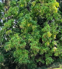 Catalpa bignonioides
