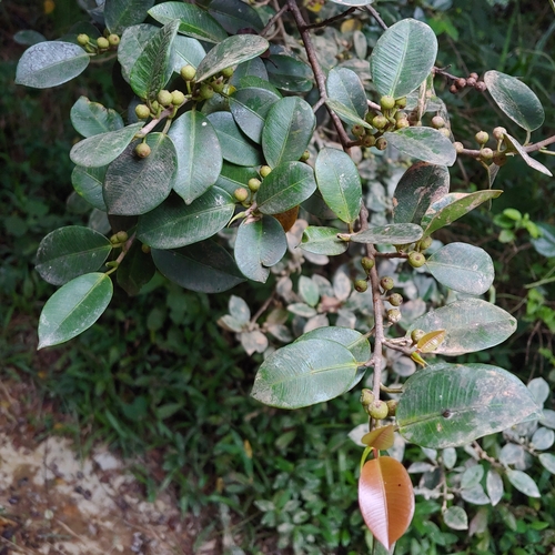 Jamaican cherry fig (Ficus americana)