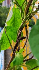 Physomerus grossipes