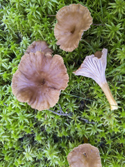 Craterellus tubaeformis