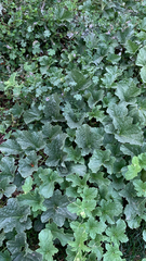 Cucumis melo
