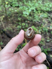 Webbhelix multilineata