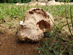 Calvatia craniiformis
