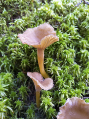Craterellus tubaeformis