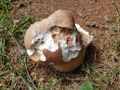 Calvatia craniiformis