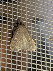 Idia diminuendis