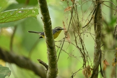 Basileuterus culicivorus