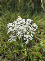 Daucus carota