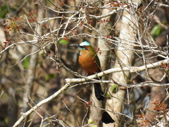 Eumomota superciliosa