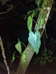 Philodendron hederaceum