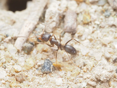 Dorymyrmex insanus