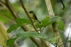 Basileuterus culicivorus