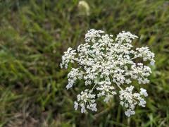 Daucus carota