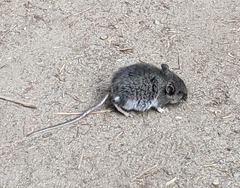 Peromyscus sonoriensis