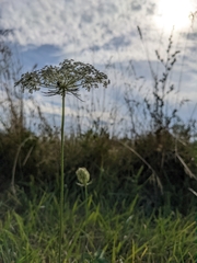 Daucus carota