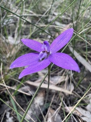 Glossodia minor