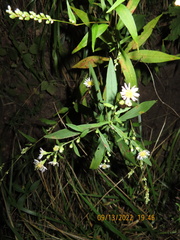 Symphyotrichum ontarionis