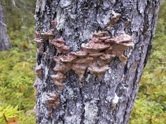 Rhodofomes cajanderi