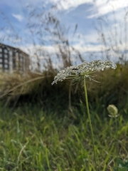 Daucus carota