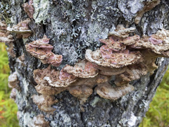 Rhodofomes cajanderi