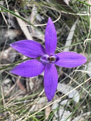 Glossodia minor