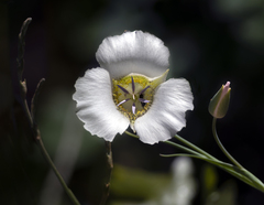 Calochortus gunnisonii