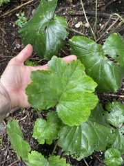 Hydrophyllum appendiculatum