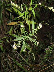 Symphyotrichum ontarionis