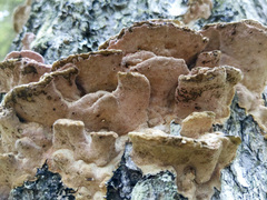 Rhodofomes cajanderi