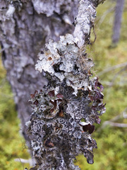 Platismatia tuckermanii