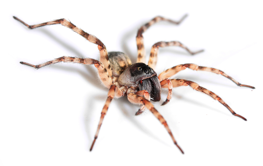 Gnatholycosa